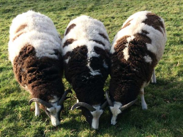 Norfolk Horn Sheep - Edfords Care Farm - Edfords Care Farm